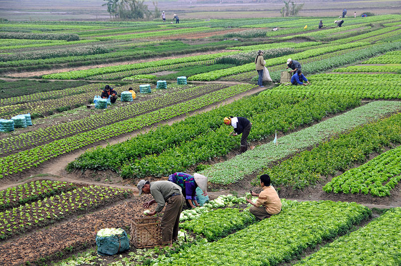 Vietnam Farmers